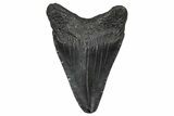 Juvenile Megalodon Tooth - South Carolina #368684-1
